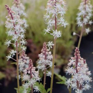 Tiarella 'Sugar and Spice'PBR ---